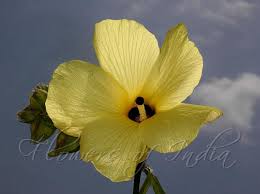 Image result for Abelmoschus moschatus