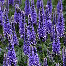 Attēlu rezultāti vaicājumam “Veronica longifolia”