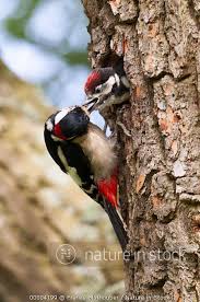 Attēlu rezultāti vaicājumam “Dendrocopos major male”