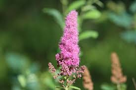 Attēlu rezultāti vaicājumam “Spiraea salicifolia flower”