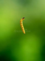 Attēlu rezultāti vaicājumam “Yponomeuta malinellus / cagnagella larva”