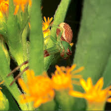 Attēlu rezultāti vaicājumam “Diaea dorsata”