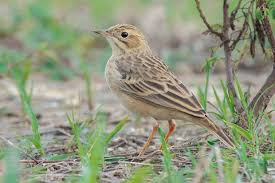 Image result for Anthus godlewskii