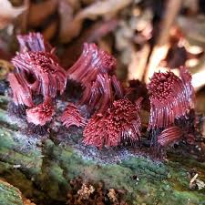 Attēlu rezultāti vaicājumam “Stemonitis sp.”