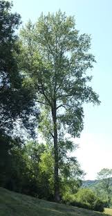 Attēlu rezultāti vaicājumam “Populus x canadensis”