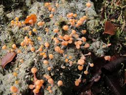 Attēlu rezultāti vaicājumam “Dibaeis baeomyces”