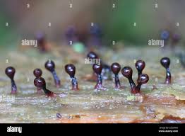 Attēlu rezultāti vaicājumam “Trichia botrytis”