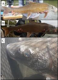 Image result for Cycleptus elongatus