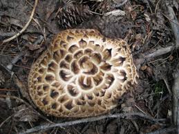 Attēlu rezultāti vaicājumam “Sarcodon imbricatum”