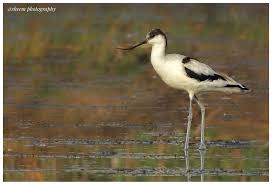 Attēlu rezultāti vaicājumam “Recurvirostra avosetta”