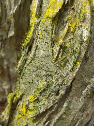 Attēlu rezultāti vaicājumam “Calicium viride”