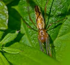 Attēlu rezultāti vaicājumam “Tetragnatha montana”