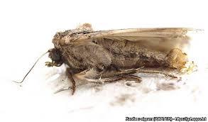 Attēlu rezultāti vaicājumam “Xestia c-nigrum”