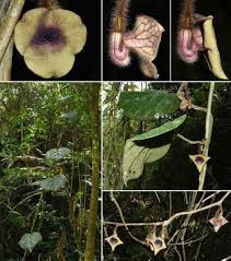 Attēlu rezultāti vaicājumam “Aristolochiaceae”