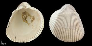 Attēlu rezultāti vaicājumam “Colloderma robustum”