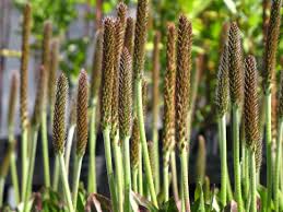 Attēlu rezultāti vaicājumam “Plantago uniflora leaf”