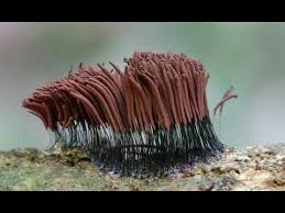 Attēlu rezultāti vaicājumam “Stemonitis axifera stalked”