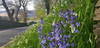 Image result for Redmond O`hanlon G A C