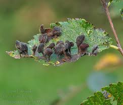 Attēlu rezultāti vaicājumam “Tetraneura ulmi”