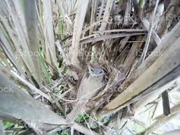 Image result for Acrocephalus agricola