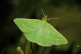 Attēlu rezultāti vaicājumam “Thetidia smaragdaria”