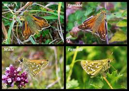 Attēlu rezultāti vaicājumam “Hesperia comma male”