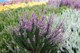 Attēlu rezultāti vaicājumam “Calluna vulgaris bud”
