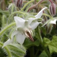 Attēlu rezultāti vaicājumam “Borago officinalis bud”