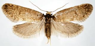 Attēlu rezultāti vaicājumam “Taleporia tubulosa”