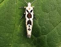 Attēlu rezultāti vaicājumam “Ypsolopha sequella”