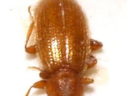 Attēlu rezultāti vaicājumam “Latridiidae”