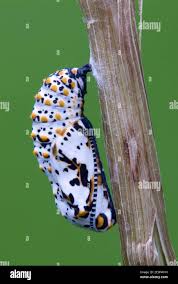 Attēlu rezultāti vaicājumam “Euphydryas maturna pupa”