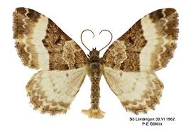 Attēlu rezultāti vaicājumam “Euphyia unangulata”