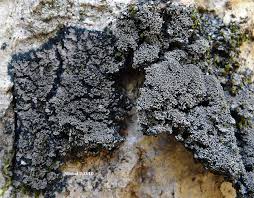 Attēlu rezultāti vaicājumam “Parmeliella triptophylla”