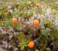 Attēlu rezultāti vaicājumam “Rubus chamaemorus flower”