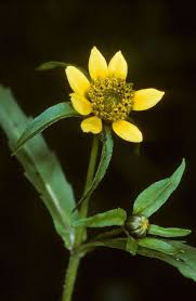 Attēlu rezultāti vaicājumam “Bidens cernua”