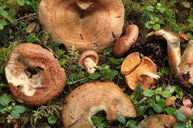 Attēlu rezultāti vaicājumam “Exobasidium cassandrae”