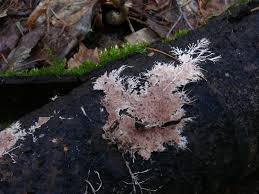 Attēlu rezultāti vaicājumam “Steccherinum fimbriatum”