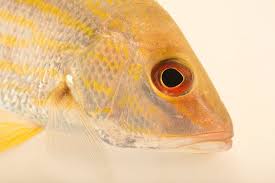 Image result for Lutjanus synagris