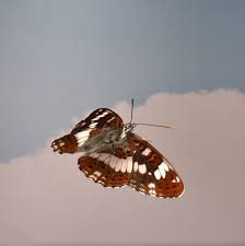 Attēlu rezultāti vaicājumam “Limenitis camilla upperside”