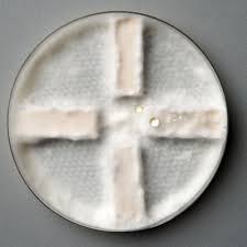 Attēlu rezultāti vaicājumam “Rhodonia placenta”