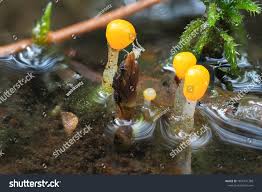 Attēlu rezultāti vaicājumam “Mitrula paludosa”