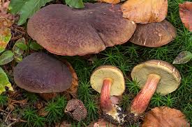 Attēlu rezultāti vaicājumam “Xerocomus pruinatus”