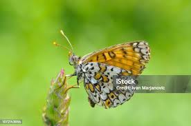 Attēlu rezultāti vaicājumam “Melitaea cinxia”