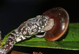 Attēlu rezultāti vaicājumam “Serpentes”