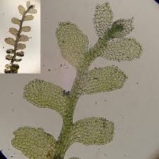 Attēlu rezultāti vaicājumam “Didymodon tophaceus”