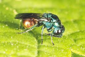 Attēlu rezultāti vaicājumam “Drepanosiphum platanoidis exuvia”