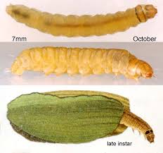 Attēlu rezultāti vaicājumam “Elophila nymphaeata”