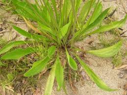 Attēlu rezultāti vaicājumam “Plantago lanceolata leaf”