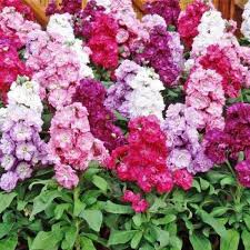 Image result for Levkoje